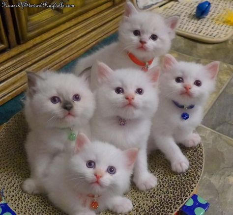 Ragdoll Kittens, Image Chat, Ragdoll Kitten, White Kittens, Kittens And Puppies, Baby Kittens, Kittens Funny, Ragdoll Cat, Cute Cats And Kittens