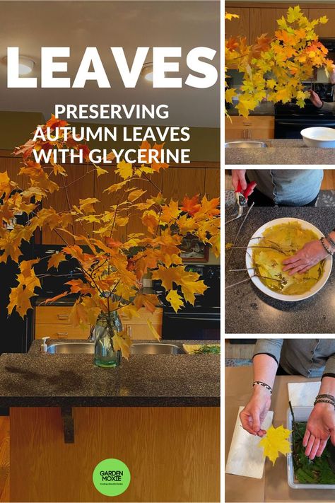 Preserve Leaves With Glycerin, Preserving Leaves With Glycerin, How To Preserve Fall Leaves, Fall Leaf Projects, Preserving Fall Leaves, Preserving Leaves, Vegetable Glycerin Uses, How To Preserve Leaves, Fall Foilage