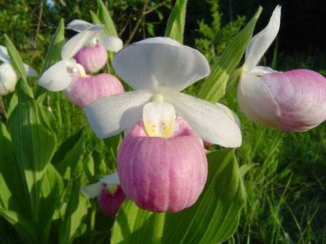 Lady's Slipper Flower, Lady Slipper Flower, Pink Lady Slipper, Slipper Orchid, Lady Slipper Orchid, Lady Slipper, Plant Fungus, Flower Company, Watercolor Projects