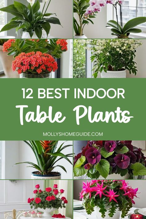 Discover the best indoor table plants to brighten up your living space! Whether you prefer easy-to-care low-light varieties or lush greenery, we have DIY indoor planter ideas and creative shelf and table displays for every plant lover. Create a serene atmosphere with indoor plants in water or elevate your decor with beautiful indoor plant decoration ideas. Transform your home into a cozy oasis with these inspiring indoor plant ideas that will bring life and tranquility to any room. Plants For Dining Table, Plants For Dining Room, Diy Indoor Planter, Indoor Plant Display Ideas, Indoor Plants In Water, Indoor Planter Ideas, Plant Decoration Ideas, Water Plants Indoor, Indoor Plant Display