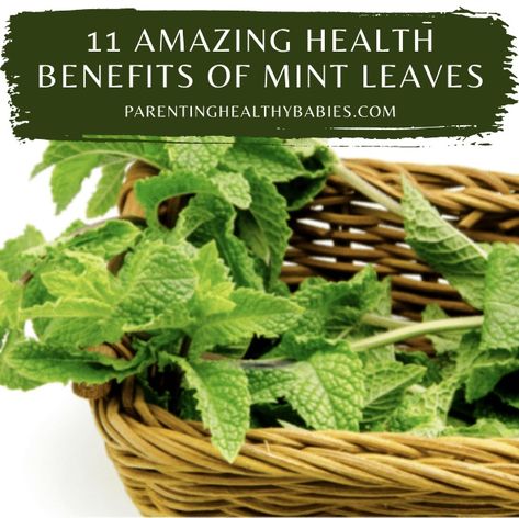 Mint has a variety of advantages ranging from aiding digestion to maintaining your breath fresh for an extended period of time. Here are 11 Amazing Health Benefits of Mint Leaves. #benefitsOfdrinkingmintwaterinmorning #benefitsofmintleavesonskin #mintleavesbenefitsforhair #mintleavesbenefitsforweightloss #mintleavesuses #mintmedicinaluses Mint Health Benefits, Mint Benefits Health, Benefits Of Mint Leaves, Mint Leaves Benefits, Breath Mints, Mint Water, Edible Wild Plants, Mint Oil, Anti Aging Food