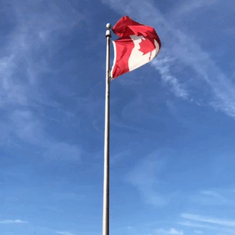 Flag Gif, Waving Gif, Canadian Flag, Canada Flag, Gif, Flag, Quick Saves