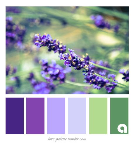 Indoor Lavender Plant, Lavender Plant Care, Lavender Color Palette, Design Seed, Seeds Color, Color Concept, Purple Palette, Purple Color Palettes, Lavender Plant