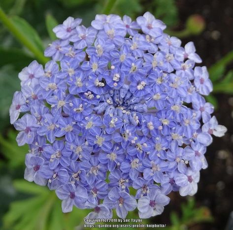 Photo of Blue Lace Flower (Trachymene coerulea) uploaded by kniphofia Homemade Flower Food, Blue Lace Flower, Blue Flowering Plants, Blue And Purple Flowers, Wedding Flowers Summer, Annual Flowers, Herbaceous Perennials, Tall Plants, Floral Artwork