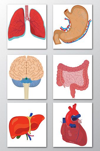 Internal Organs Activity, Internal Body Parts For Kids, Internal Organs For Kids, دورة حياة النبات, Human Internal Organs, Body Parts Preschool Activities, Body Parts For Kids, Free Human Body, Senses Preschool