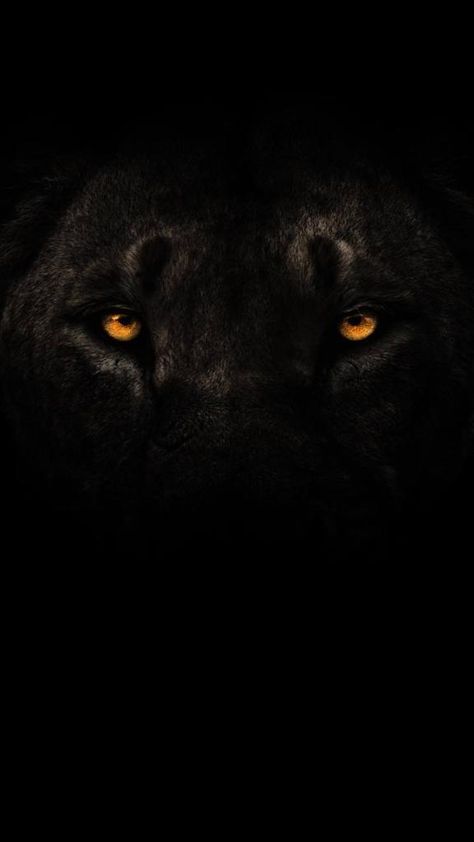 Aesthetic Background For Personal Development, Lion Aesthetic Dark, Aslan Wallpapers, Black Jaguar Animal, Wallpaper Lion, Lion Hd Wallpaper, Black Background Painting, Tiger Photography, Lion Eyes