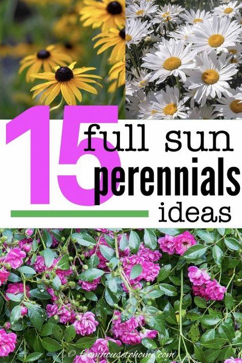 I LOVE these full sun perennials! Lots of pink and purple flowers as well as ornamental grasses. So many options for your garden landscaping. #fromhousetohome #perennials #gardeningtips #gardenideas #lowmaintenancegarden #sunperennials Full Sun Perennials Low Maintenance, Low Maintenance Perennials, Perennials Low Maintenance, Full Sun Garden, Shasta Daisies, Creeping Phlox, Full Sun Perennials, Easy Plants To Grow, Garden Border