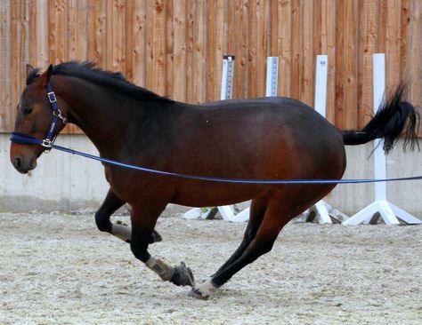 the relatable rider, horse blog, equine blog, april d. Ray horse blog, canadian horse journal blog, horsejournals blog Lunging Horse, Dream Barn Stables, Canadian Horse, Different Horse Breeds, Horse Info, Cowgirl Magazine, Barrel Horse, Horse Trainer, Cowgirl And Horse