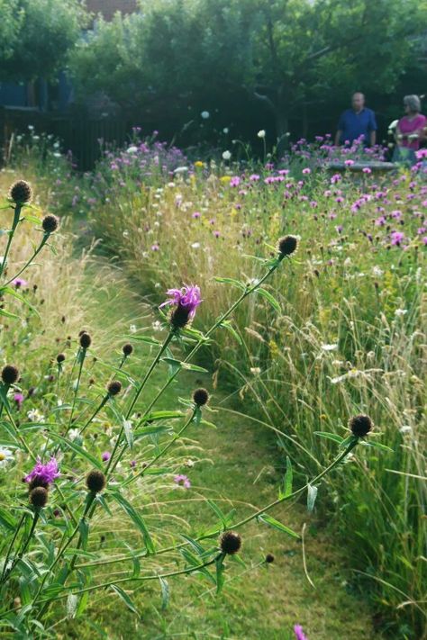 Perennial meadow garden in July Mini Meadow, Wild Flower Meadow, Meadow Garden, Pallet Garden, Wildlife Gardening, Have Inspiration, Wildflower Garden, Beautiful Flowers Garden, Natural Garden