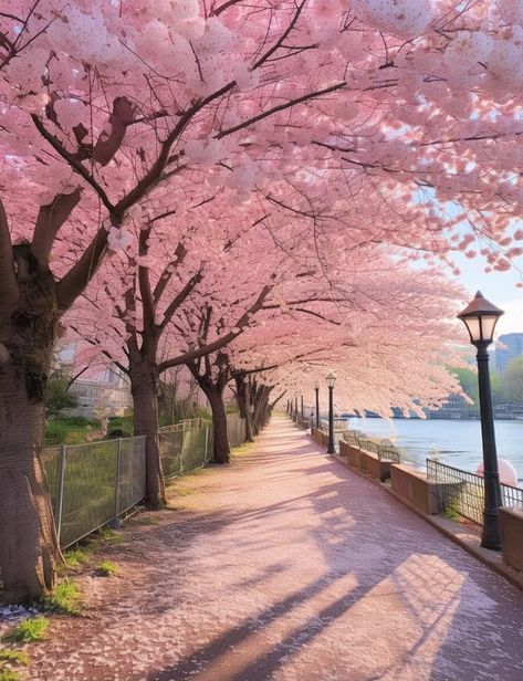 Spring Landscape Photography, Aesthetic Artsy, Go For A Walk, Sakura Tree, Pretty Landscapes, Japan Aesthetic, Aesthetic Japan, Spring Aesthetic, Cherry Blossom Tree