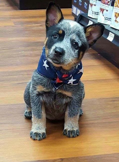 Blue heeler Cattle Dog Puppy, Aussie Cattle Dog, Austrailian Cattle Dog, Heeler Dogs, Blue Heeler Puppies, Heeler Puppies, Blue Heeler Dogs, Blue Heelers, Dog White