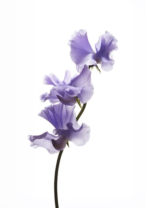 Sweetpea Flower. Andy Grimshaw Still Life Photography Sweetpea Flower, Floral Photography Nature, Sweet Pea Flowers, Bee Wall, Painting Subjects, Unusual Flowers, Floral Photography, Arte Floral, Flowers Nature