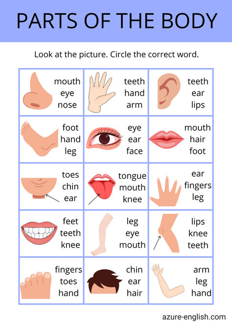 Boost your knowledge of human anatomy with this engaging body parts worksheet! This multiple choice quiz is perfect for students and teachers alike, providing a fun way to learn about the different parts of the body. Ideal for classroom activities, homeschooling, or just for curious minds, this worksheet covers essential vocabulary related to anatomy. Test your understanding and enhance your learning experience while exploring the fascinating world of body parts! Part Of Body Worksheet, Human Body For Kids, Body Parts Worksheet, Human Body Vocabulary, Kids Learning Alphabet, Human Body Worksheets, Verb To Be, Learning Alphabet, English Phrases Sentences