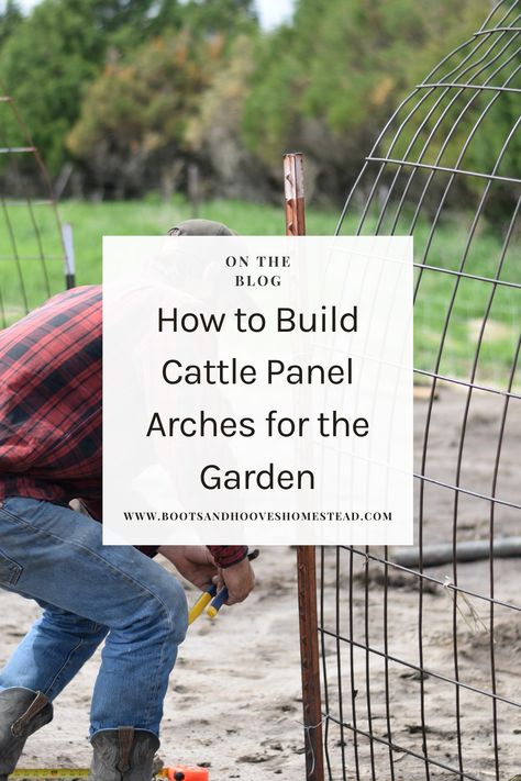 Transform your garden into a stunning oasis and learn how to build a garden arch trellis — simply. This easy diy cattle panel archway is a simple project that will elevate your vegetable garden that doesn’t take much time! You’ll have a simple diy arch trellis in under 20 minutes! Building an arched trellis with cattle panels and T-posts is a sturdy and practical way to support climbing plants like vines, cucumbers, or tomatoes while adding an attractive architectural element to your garden. Easy Garden Arch Diy, Cattle Panel Arch Trellis, Trellis Cattle Panel, Diy Trellis Archway, Diy Garden Arch Trellis, Diy Arch Trellis, Trellis Diy Garden, Trellis Ideas Diy Climbing Vines, Zucchini Trellis