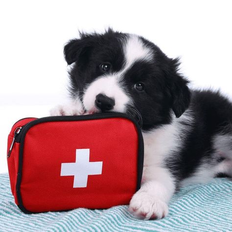 April is Pet First Aid Awareness Month. You can be prepared for anything with a few tips: �� 1. Emergency contacts -�It’s a good idea to have a list of emergency contacts stored in your phone and written down in a visible area for your pet sitter or caregiver. The list should include your primary veterinarian, emergency animal hospital, animal poison control and yourself.�� 2. Have your camera ready -�When a pet gets hurt, it’s a good idea to take a picture and send it to your veterinarian. The Pet First Aid, Emergency Plan, Puppy Training Tips, Emergency Contact, Class Gift, Disaster Preparedness, Crate Training, Training Your Puppy, Pet Sitters