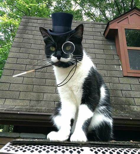 Good Day Sir, Like A Sir, Steampunk Tendencies, Silly Cats Pictures, Cat Costumes, Silly Cats, Cute Creatures, Cat Drawing, My Cat