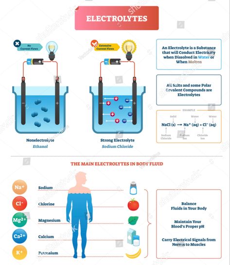 Electrolytes are minerals that carry an electric charge when they are dissolved in a liquid such as blood. The blood electrolytes—sodium, potassium, chloride, and bicarbonate—help regulate nerve and muscle function and maintain acid-base balance and water balance. Infographic Diagram, Potassium Chloride, Illustration Infographic, Acid Base Balance, Electric Charge, Acid Base, Anatomy Study, Anatomy And Physiology, Nerve