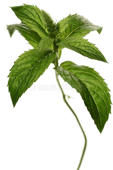 Mint. Fresh mint , #Aff, #Mint, #Fresh, #mint #ad Leaf Health, Mint Photography, Culinary Cooking, Digital Design Trends, Kitchen Green, Mint Plants, Green Food, Branding Business, Plant Photography