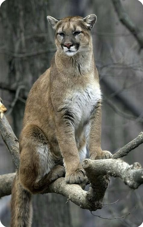 Pumas Animal, Cougar Art, Mountain Lions, Exotic Cats, Pet Kitten, Wild Creatures, Mountain Lion, Animal Reference, Majestic Animals