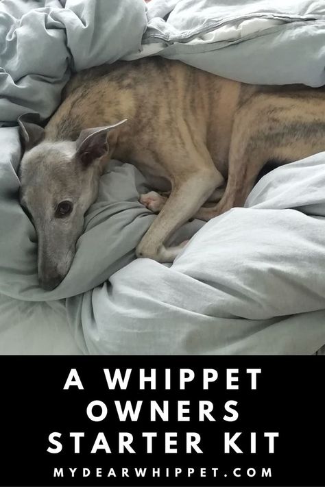 Whippet Owners Start Kit Checklist Whippets Dog, Whippet Puppy, Dog Whippet, Weight Gain For Dogs, Cute Whippet, Whippet Dog Puppy, Whippet Colours, Whippet Clothes, Whippet Puppies