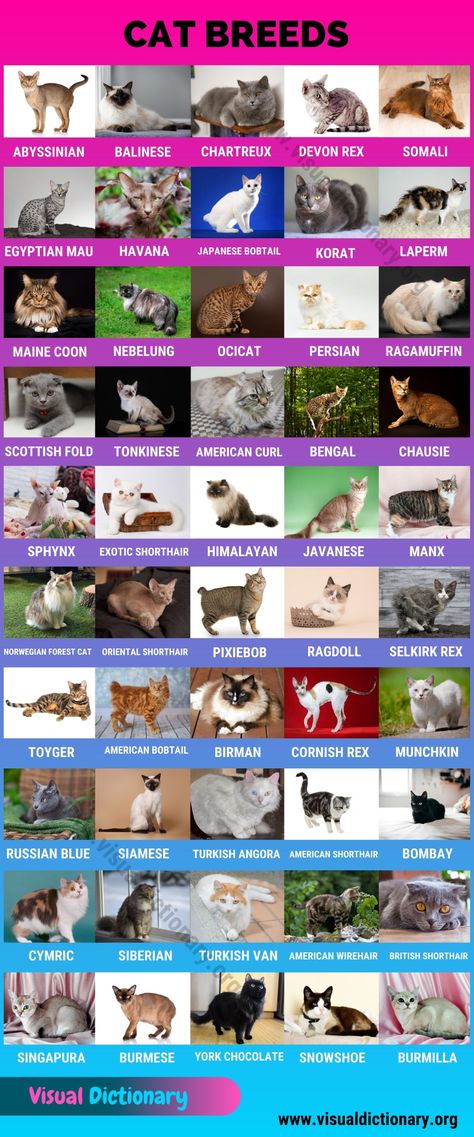 Animals Classification, Classification Of Animals, Exotic Cat Breeds, Types Of Cats Breeds, Cat Breeds List, Mammals Animals, Fluffy Cat Breeds, Breeds Of Cats, Cat Breeds Chart