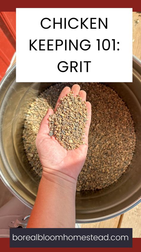 Discover the importance of chicken grit and why it's essential for your flock's health in our latest post! Chicken grit plays a crucial role in your birds' digestion. Learn about the different types of grit, how to provide it properly, and how it contributes to your chickens' overall well-being. From breaking down food in the gizzard to helping with eggshell formation, grit is a must-have for every chicken keeper. Save this comprehensive guide on chicken grit and keep your flock thriving! Chicken Grit, Food For Chickens, Live Chicken, Chicken Diet, Chicken Coop Garden, Tiny Farm, Types Of Chickens, Chicken Keeping, Backyard Chicken Farming