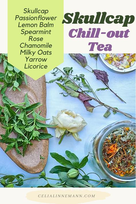 Skullcap Tincture, Skullcap Tea, Skullcap Recipes, Skullcap Plant, Skullcap Benefits, Herbal Tea Garden, Tea Blends Recipes, Herbal Remedies Recipes, Medicinal Tea