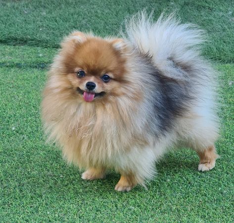 Beige Pomeranian, Orange Pomeranian, Light Brown Pomeranian, Blue And Tan Pomeranian, Pomeranian Mix, Orange And White Pomeranian, Pomeranian Dog, Dog Breeds, Dogs And Puppies