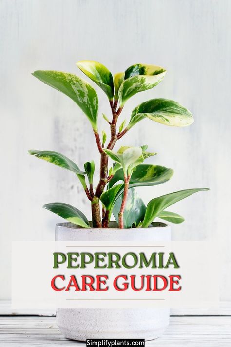 Peperomia plant care, indoor plant care, plant care tips, Peperomia care guide, 
Peperomia plant care, 
Indoor plant care, 
Plant care tips, 
Peperomia care guide, 
Ultimate Peperomia care, 
How to care for Peperomia, 
Peperomia plant care tips, 
Easy Peperomia care, 
Peperomia plant care instructions, 
Peperomia plant care essentials, 
Caring for Peperomia plants, 
Peperomia plant care advice, 
Peperomia plant care routine, 
Peperomia plant care best practices, 
Peperomia plant care guide, Peperomia Plant Care Houseplant, Pepperoni Plant, Peperomia Plant Care, Dog Safe Plants, Peperomia Plant, Plant Benefits, Household Plants, Plant Care Houseplant, Plants Are Friends