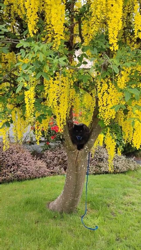 Laburnum Tree, Cassia Fistula, Golden Chain Tree, Golden Rain Tree, Rain Tree, Amazing Trees, Pretty Trees, Gold Tree, Golden Chain