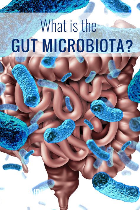 THE GUT MICROBIOME: WHAT YOU PUT IN YOUR MOUTH AFFECTS YOUR BODY. Click to learn more. Gut Microbiome. Gut Health. Bacteria Types, Heal Leaky Gut, Second Brain, Gut Healing Recipes, Healing Recipes, Unhealthy Diet, Gut Microbiota, Healing Waters, Gut Healing