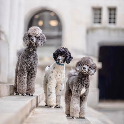 Inspired by @3poodlebrothers SpoodlesDoodles: Tall Tails and Short Stories Handcrafted by theHuman ETSY @spoodlesdoodlesart #dogart #poodleart #customart #holidaygifts #giftsfordoglovers . #ilovemypoodle #twopoodlestalking #theHumanponders #welovethehuman #longsnoot #lesssniffingmorewalking #papereatersannonymous #ournotsobrighthuman #poodlesofInstagram #standardpoodlesofinstagram #shenanigans #blackstandardpoodles #dogsofinstagram . THE ORIGINAL #SpoodlesDoodles - Tails of a Two-Dog Night... Toy Poodle Haircut Teddy Bears, Poodle Styles, Labradoodle Vs Goldendoodle, Poodle Hairstyles, Standard Poodle Haircuts, Phantom Poodle, Poodle Haircut Styles, Goldendoodle Grooming, Silver Poodle