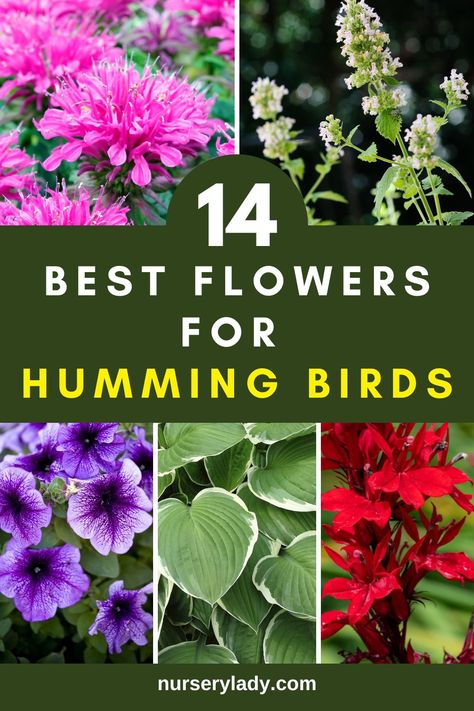 Hummingbird-friendly flowers, 
Nectar-rich blooms, 
Attracting hummingbirds to garden, 
Flowering plants for hummingbird habitat, 
Gardening for hummingbird visitors, 
Colorful blooms for hummingbird feeders, 
Perennial flowers for hummingbird gardens,
Native plants for hummingbird attraction, 
Blooming flowers for hummingbird migration
Creating a hummingbird-friendly garden,
Flowering perennials for hummingbird feeders, 
Attracting hummingbirds with garden flowers Best Hummingbird Flowers, Hummingbird Plants Perennials, Hummingbird Garden Plan, Flowers For Hummingbirds, Flowers Hummingbirds Like, Plants For Hummingbirds, Hummingbird Garden Flowers, Flowers To Attract Hummingbirds, Flowers For Butterflies