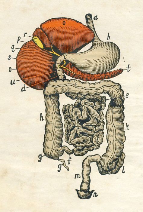 Ilustración sobre anatomía digestiva (1860) Stomach Drawing, Intestines Anatomy, Medical Drawings, Digestive Organs, Human Body Anatomy, Human Anatomy Art, Medical Anatomy, Vintage Medical, Medical Art