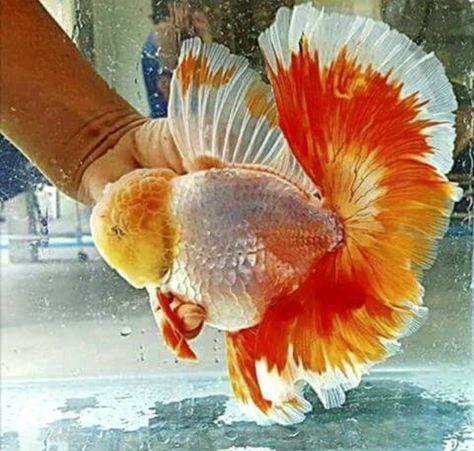 Fish References, Lionhead Goldfish, Goldfish Names, Goldfish Breeding, Oranda Goldfish, Goldfish Tank, Tropical Freshwater Fish, Giant Fish, Guppy Fish