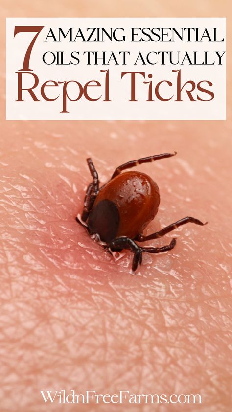 essential oil tick repellent Tick Repellent Essential Oils, Ticks On Humans, Tick Repellent For Humans, Homemade Tick Repellent, Tick Repellent For Dogs, Get Rid Of Ticks, Insect Repellent Essential Oils, Natural Tick Repellent, Diy Bug Repellent