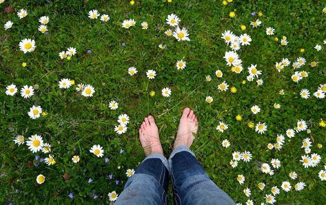 The perfect green lawn requires waters, chemicals, and frequent mowing. Learn about sustainable alternative lawns that require less water and maintenance. Alternative Lawns, Lawn Free Yard, Environment Awareness, Ground Cover Seeds, Clover Lawn, Lawn Problems, Grass Species, Clover Seed, Bermuda Grass