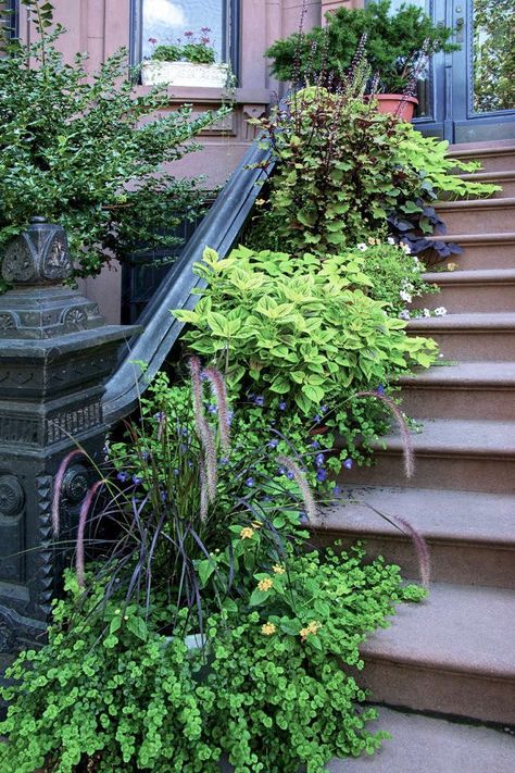 Brownstone Front Garden, New York Brownstone, Downtown Brooklyn, Townhouse Garden, Urban Landscape Design, Landscape Plans, City Garden, Balcony Garden, Front Garden