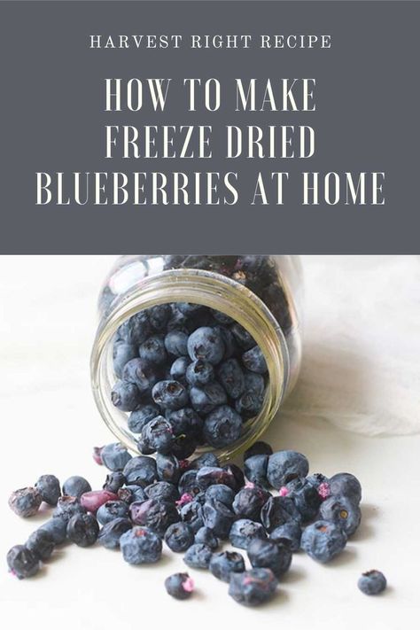 The best way to freeze dry blueberries. You can learn how to freeze dry blueberries at home with a Harvest Right freeze dryer. This has tricks and tips to help you freeze dry berries to use them in baking and how to use freeze dried blueberries in recipes. Starbucks Blueberry Muffin Recipe, Freeze Dried Blueberries, Harvest Right Freeze Dryer, Blueberry Smoothie Recipe, Saskatoon Berry, Freeze Dryer, Freeze Dried Dog Food, Dried Berries, Freeze Dried Fruit