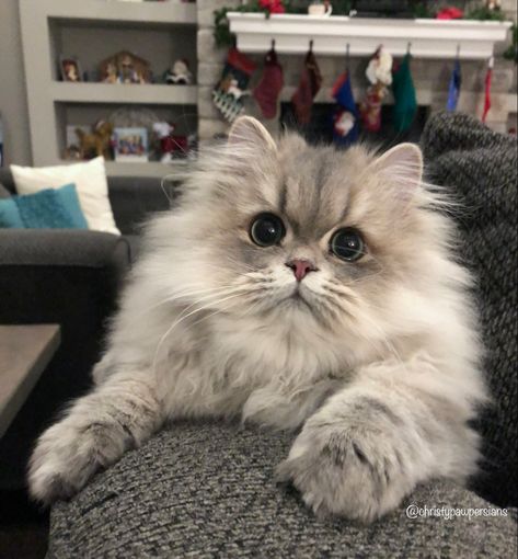 Blue Golden Persian Cat #persiancat #cat Persian Dog, Golden Persian Cat, American Curl, Persian Cats, Persian Kittens, Fluffy Kittens, Puppies And Kitties, Aesthetic Cat, Cute Cats Photos