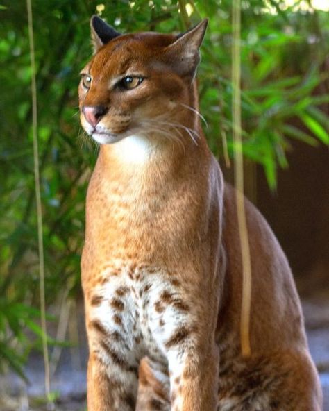 African Golden Cats of @ctcconservationcenter Caracal Cat, Golden Cat, Small Wild Cats, Flora And Fauna, Wild Cats, Feline, Animals