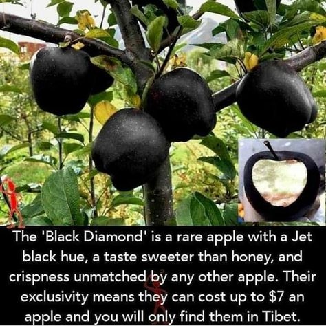 The 'Black Diamond! is a rare apple with a Jet black hue, a taste sweeter than honey, and crispness unmatched by any other apple. Their exclusivity means they can cost up to $7 an apple and you will only find them in Tibet. – popular memes on the site ifunny.co Sweeter Than Honey, Interesting Facts About World, Wow Facts, Black Apple, Unbelievable Facts, Permaculture, Tibet, Black Diamond, Cool Places To Visit