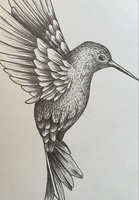 Hummingbird Pencil Drawing, Hummingbird Sketches, Hummingbird Drawing Sketches, Humming Bird Sketch, Hummingbird Art Drawing, Hummingbird Sketch, Bird Sketches, Calendar Design Inspiration, Macaw Art