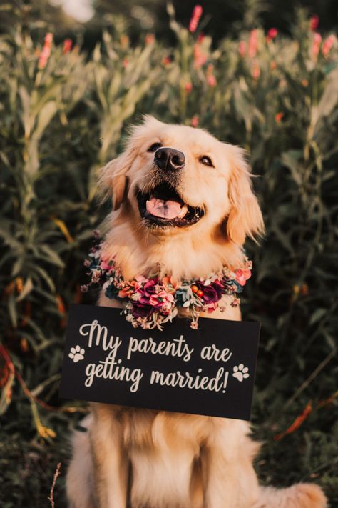 Dog engagement announcement Proposal Pictures With Dog, Engagement Poses With Dogs, Engagement Announcement With Dog, Fun Engagement Photos Creative Hilarious, Oreo Photoshoot, Dog Engagement Announcement, Dogs In Weddings Ceremony, Subtle Engagement Announcement, Pink Theme Wedding