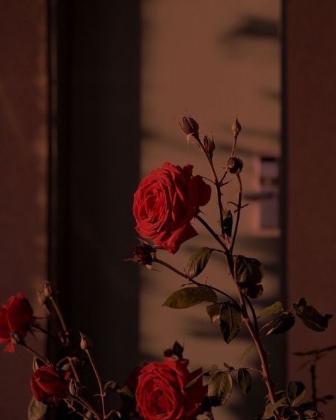 Rosa Flor Aesthetic, Ed Wallpaper, Red Aesthetic Grunge, Aesthetic Roses, Rosé Aesthetic, Flower Phone Wallpaper, Aesthetic Pastel Wallpaper, Rose Wallpaper, Photography Wallpaper