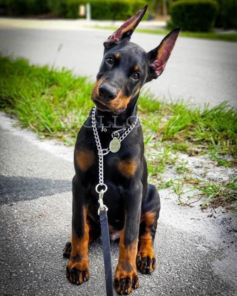 Pincher Dog, European Doberman, Black Doberman, Doberman Pinscher Puppy, Doberman Love, Doberman Pinscher Dog, Doberman Puppy, Doberman Dogs, Super Cute Animals