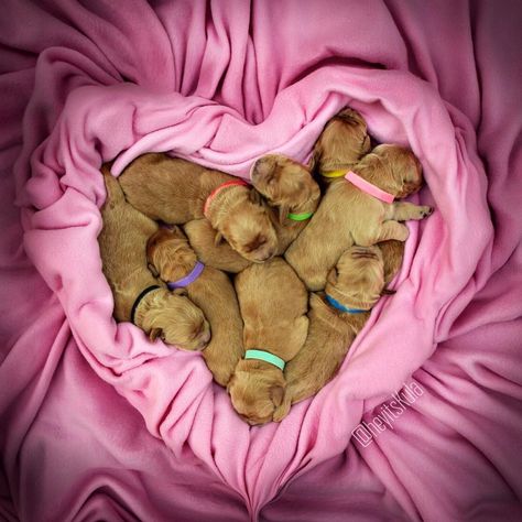 Whelping Puppies, Cute Puppy Photos, Dog Foto, Dog Pregnancy Announcement, Puppy Litter, Puppy Valentines, Puppy Photography, Sleeping Animals, Newborn Puppies