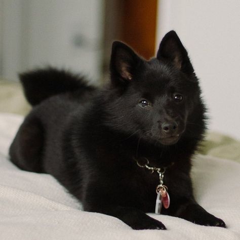 Dogs Black, Schipperke Drawing, Black Small Dog, Skipperke Dog, Schipperke Puppies, Schipperke Dog, Scary Black Dog, Cute Dog Quotes, Funny Dog Signs