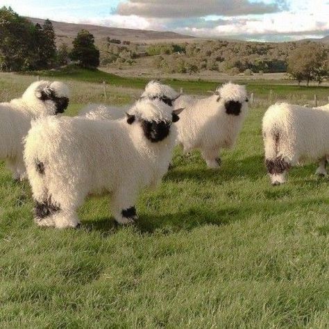 Valais Blacknose Sheep, Cute Sheep, Pretty Animals, Fluffy Animals, Cute Creatures, Cute Little Animals, 귀여운 동물, Cute Funny Animals, Animals Friends