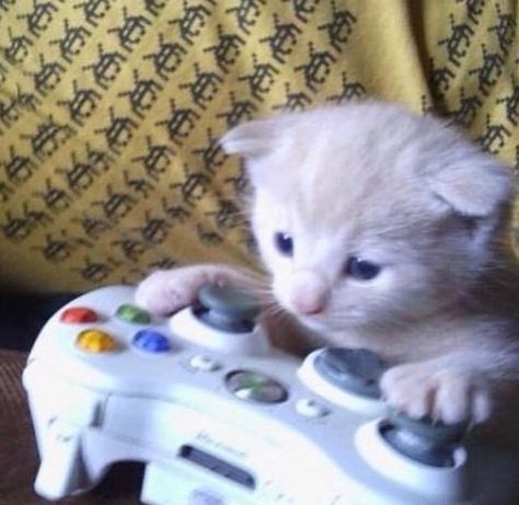 Meme Chat, Katt Grejer, Gamer Cat, Silly Cats Pictures, Cat Icon, Cat Aesthetic, Funny Cute Cats, Silly Cats